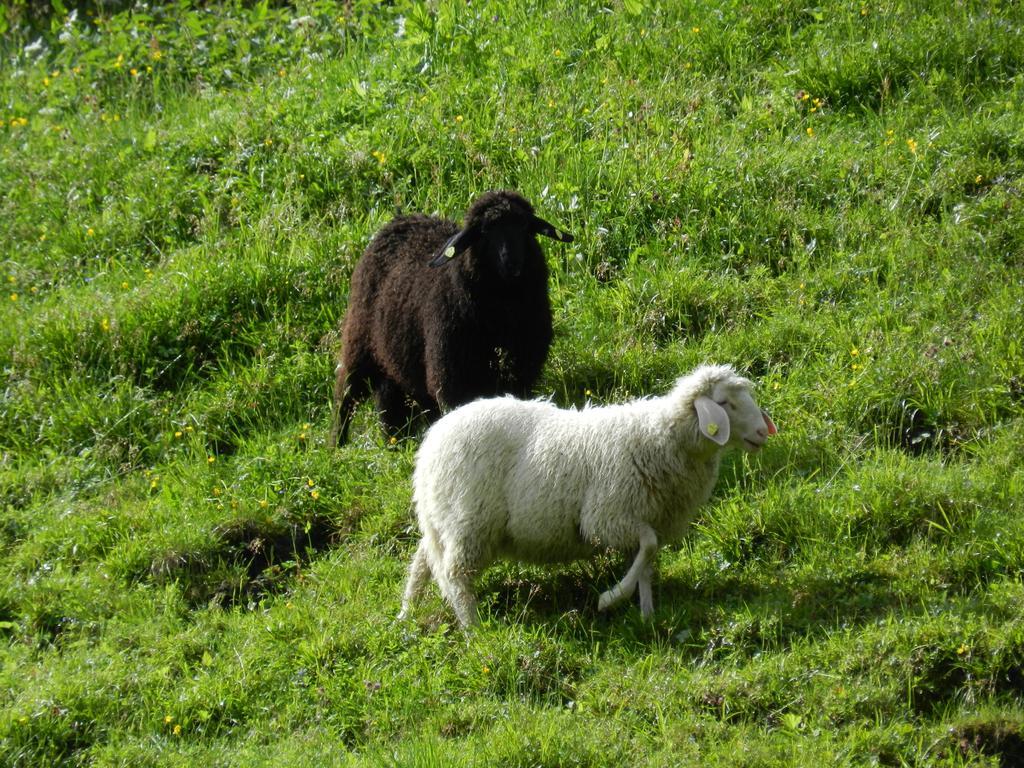 Obermuehle Leilighet Rauris Rom bilde